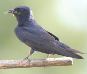 Male Purple Martin with bug