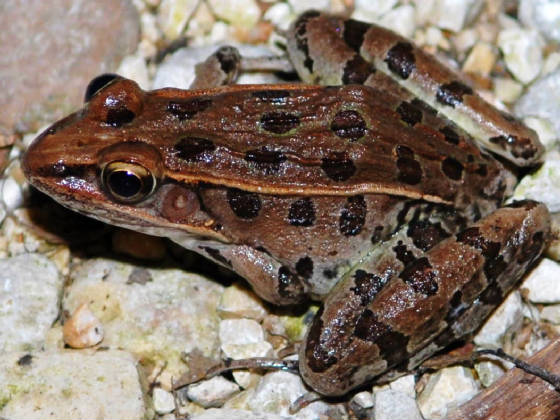 Southern Leopard Frog