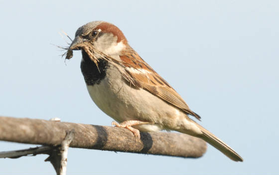 A male House Sparrow