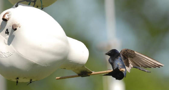 After-second-year male Purple Martin