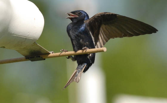 After-second-year male Purple Martin