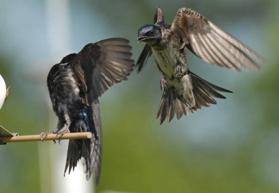 Second-year male surprising an after-second-year male Purple Martin