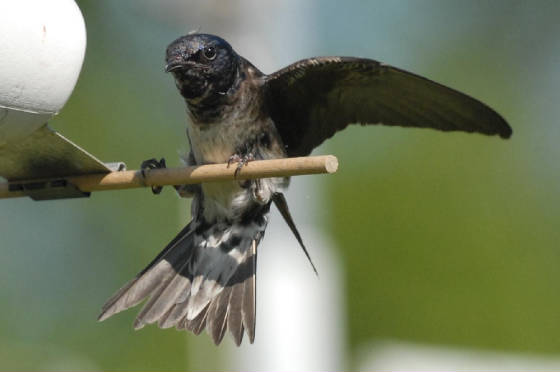 Second-year male intruder