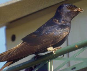 Black-belly male Purple Martin