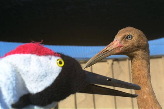 Whooping crane baby