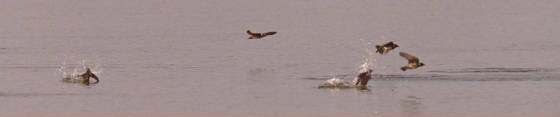 Purple Martins bathing on the wing at Lake Yahola, Tulsa, Oklahoma