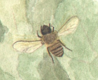 Bee.jpg
