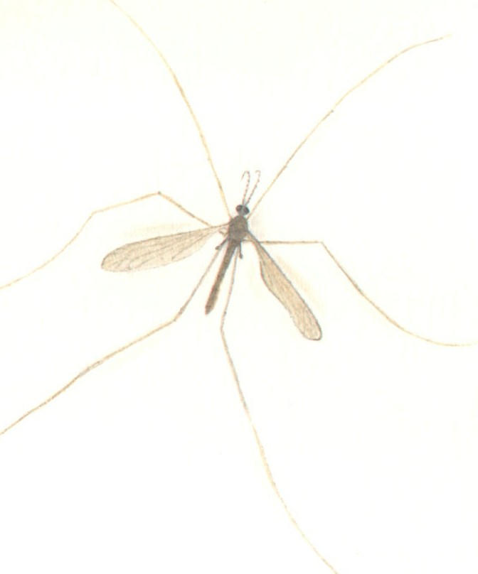 CraneFly.jpg