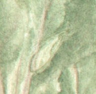 LaceWing.jpg