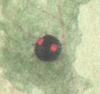 LadyBug.jpg
