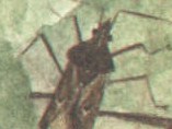 LeafBug.jpg