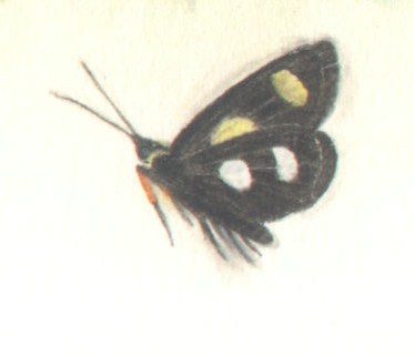 Moth.jpg