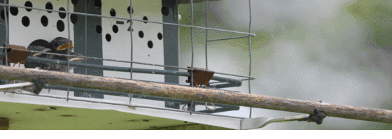 Baby martins being fed