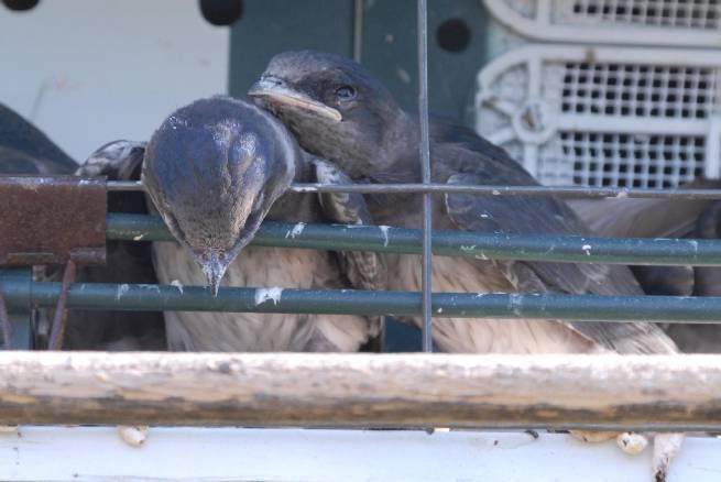 Sleepy baby martins.