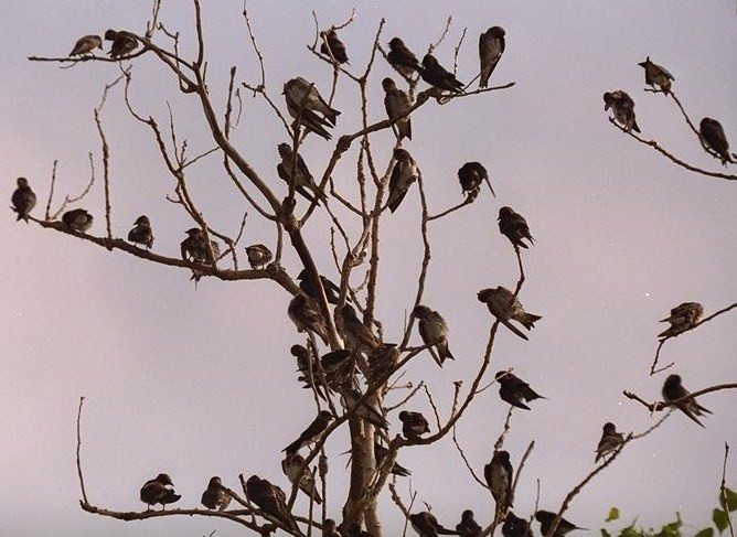 Fledgling martins at their staging area