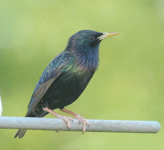 Male European Starling displaying