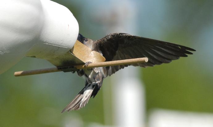 Second-year male Purple Martin vandalizing a nest